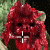 Ewoks Annihilation
